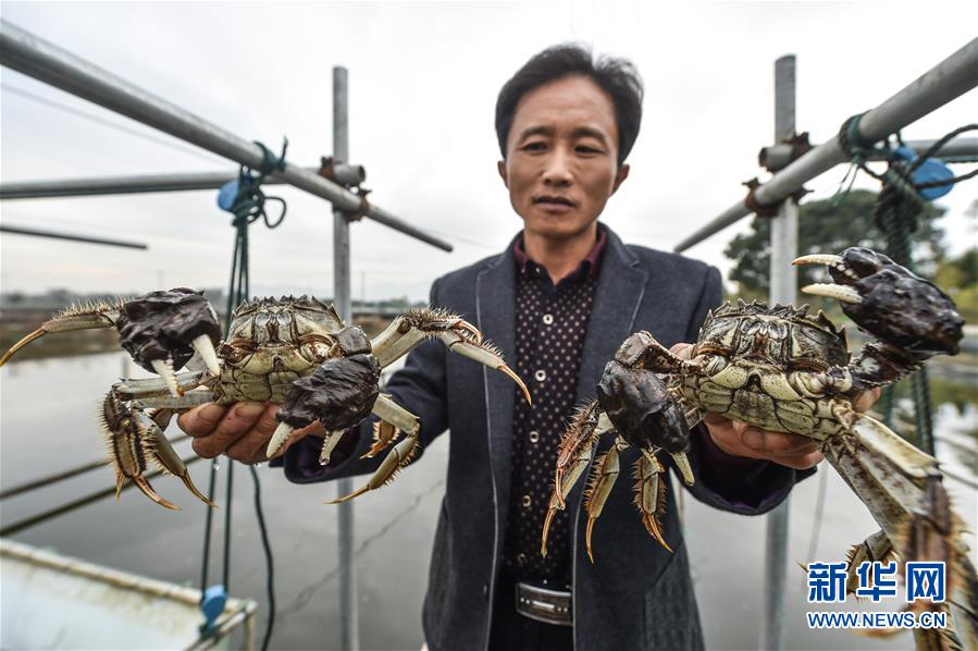 （经济）（1）浙江长兴：河蟹养殖富农家