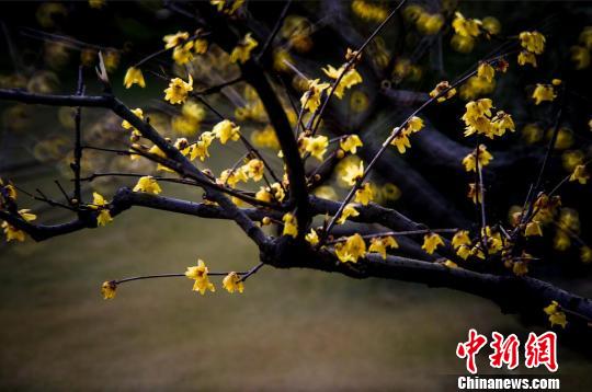 南京钟山风景区内,蜡梅和梅花“双梅斗艳”,美不胜收。 梅宁 摄