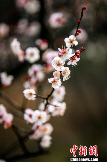 往年二月才开的梅花,今年早早就含苞待放,吐露芬芳。 梅宁 摄
