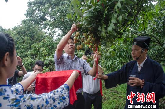 广西荔枝产业乘电商东风飘香海内外