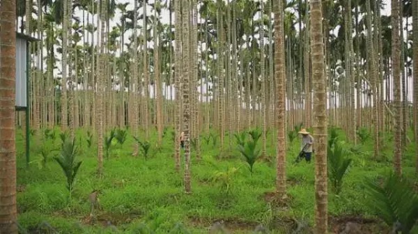 博鱼体育万宁槟榔入选中国特色农产品优势区（第四批）名单(图1)