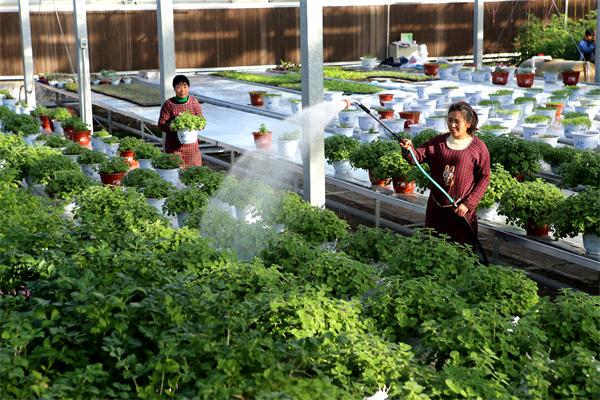 根植沃土育繁花|饶阳县现代农业助力乡村振兴