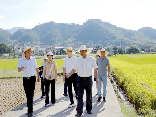 福建松溪县委主要领导调研粮食生产和储备工作