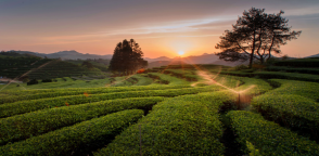福建政和：政和“三茶”融合 推动茶产业高质量发展