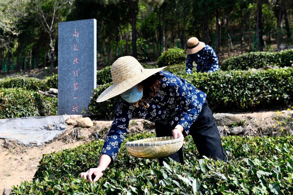 南来“一叶”生出致富“一业”——山东日照发展茶产业见闻