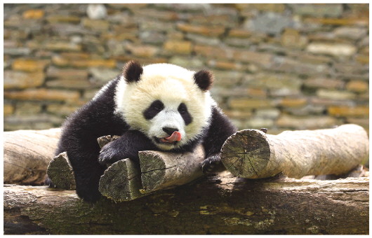 大熊猫国家公园：共建人与自然和谐共生的乐园