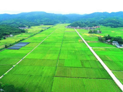 福建邵武“烟稻轮作”促增收
