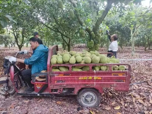 海南万宁榴莲蜜上市受热捧 产业前景广阔助力乡村振兴