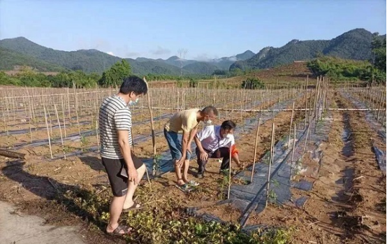 东方：防疫生产两不误 白查村丰收在望