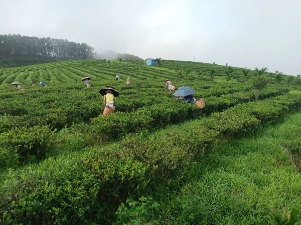 茶香里的白沙 复工复产绿里忙