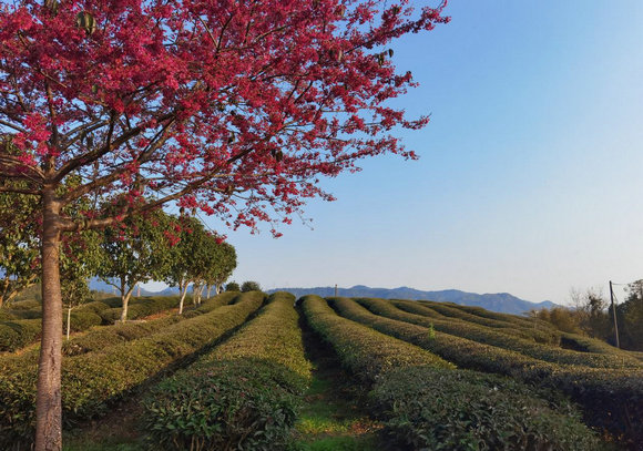 武夷山百位科技特派员助力茶产业