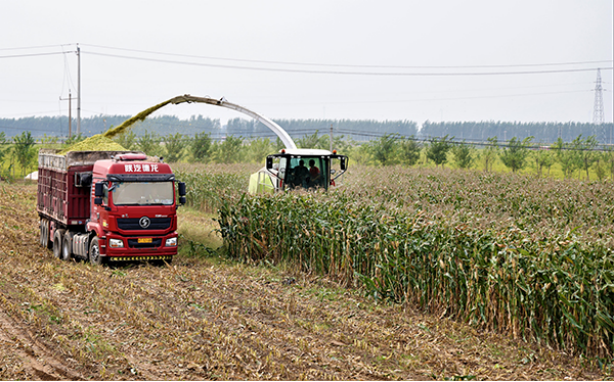 河北故城：8万余亩青贮玉米助农增收千万元