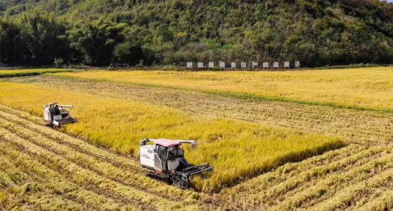 广西南宁青秀区：现代农业发展保障粮食生产安全 助推乡村振兴