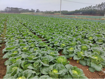 全域土地综合整治助力广西荷城乡村振兴