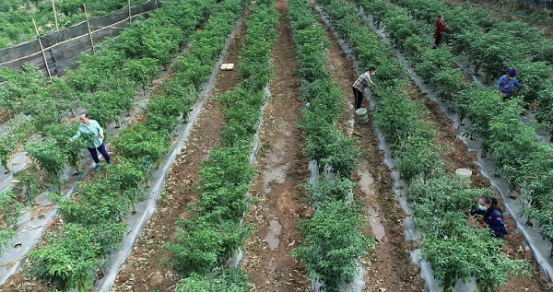 东方冬季瓜菜大批量收摘上市 平均每天销售3000多吨