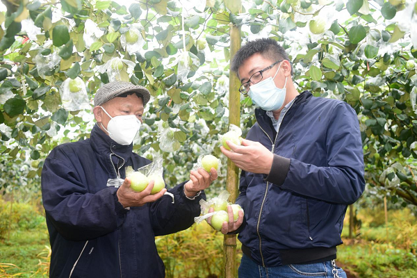 人勤春来“枣” 海口市美兰区大致坡蜜枣上市