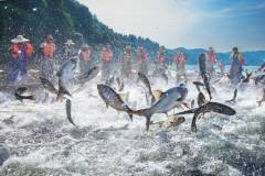 《捕鱼季节》，胡仁勇，13907907509，2022拍于江西，，新余仙女湖.jpg