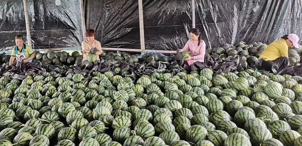 万宁麒麟西瓜走俏市场 瓜美价好促农增收