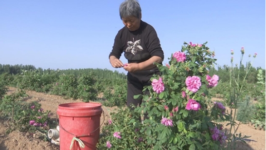 衡水枣强肖张镇：食用玫瑰种植开辟致富新路