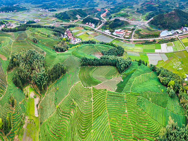 茶蕴强心，做好松溪乡村振兴“助推器”