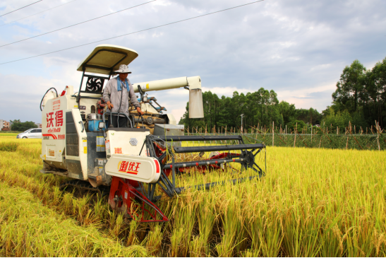 广西贵港市港南区：推广水稻粉垄技术再次增产