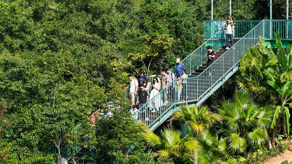 元旦假期：呀诺达景区雨林美景 引来游客花式“打卡”