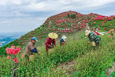  "Busy Picking Tea at the foot of Sangong Mountain"+He Qing+18905668281_Copy _Copy. jpg