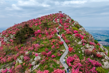 Azalea Blooms in Sangong Mountain+He Jiaying+18056676467_Replicate_Replicate.jpg