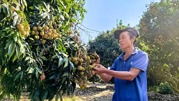 海南陵水荔枝上市 甜美果实映照乡村振兴新篇章