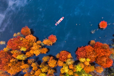  The Color of Metasequoia by Zhang Jinzhao 13883483262-2023-12-06, Changshou Lake, Changshou District, Chongqing. The Metasequoia leaves are red, yellow and green once a year. When you approach it in this poetic season, it is amazing. Such a beautiful scene will make you forget to return. Replica. jpg