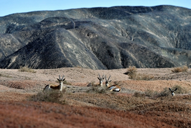 大地精灵+2024年4月24日在新疆和硕县戈壁滩拍摄的一群正在休息的鹅喉羚_副本_副本.jpg