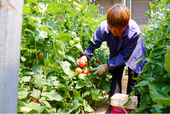河北冀州：发展设施蔬菜产业 拓宽农民增收致富渠道