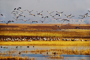 《群鸟翔集》（组2）任喜 2023年11月21日拍摄于河北省怀来县官厅水库国家湿地公园湿地，电话：15203239273。_副本.jpg