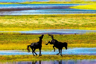 《嬉戏》-周旋-2023年8月25摄于西藏日土县班公湖-初秋的班公湖，天高云淡，蓝天如洗，满目流金。金色的湖滩上牛马成群。肆意的金色把湖畔包围，马儿肆无忌惮的打闹嬉戏，宛若一副色彩斑斓的油画。_副本_副本.jpg