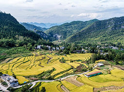 武陵山乡迎丰收