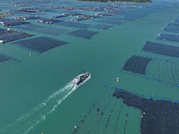 福建宁德大黄鱼鱼苗陆续投放