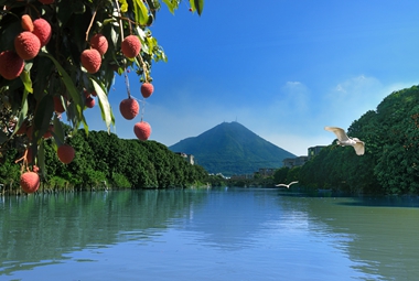 一湾荔林河 处处芳菲景（蔡昊 摄）_副本.jpg